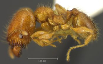 Media type: image;   Entomology 34350 Aspect: habitus lateral view